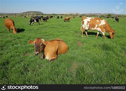 Dairy cows grazing and resting on lush green pasture of a rural farm