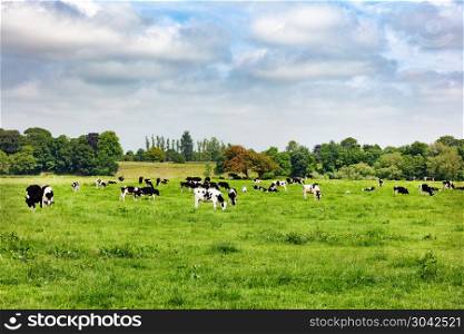 Dairy cows grazing in large farm pasture . Dairy cows grazing in open grass field of farm