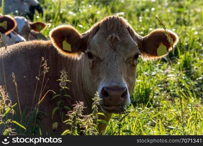 Dairy cows pasture in green meadow in Latvia. Herd of cows grazing in meadow. Cows in meadow in spring time. Cattle grazing in grass, Latvia.