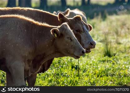 Dairy cows pasture in green meadow in Latvia. Herd of cows grazing in meadow. Cows in meadow in summer time. Cattle grazing in grass, Latvia.