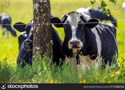 Dairy cows pasture in green meadow in Latvia. Herd of cows grazing in meadow. Cows in meadow in spring time. Cattle grazing in grass, Latvia.  
