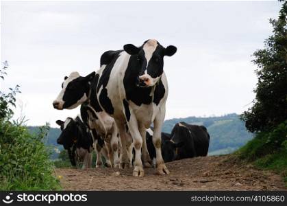 Dairy cows walking from the field to the milking parlour