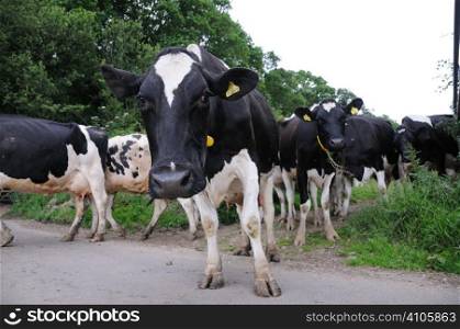 Dairy cows walking from the field to the milking parlour