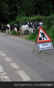 Dairy cows walking from the field to the milking parlour - crossing a road