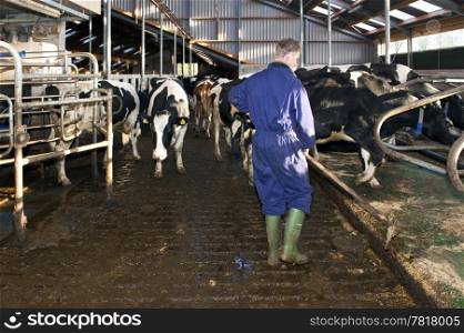 Dairy farmer cleaning a stable near a fully automated milking robot