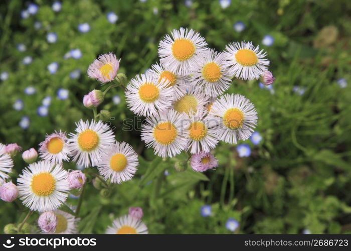 Daisies