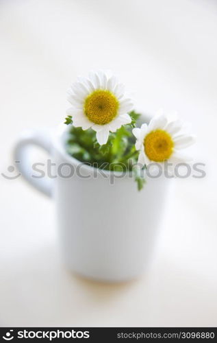 Daisies