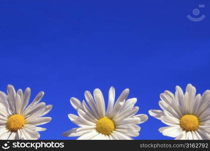 Daisies