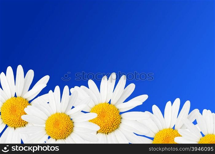 Daisies against sky blue background
