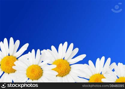 Daisies against sky blue background