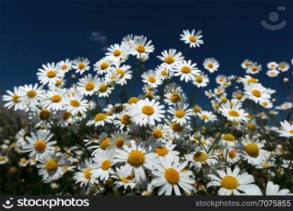 Daisies against the dark blue sky. Camomiles close up on a background of blue sky, bright sunny day