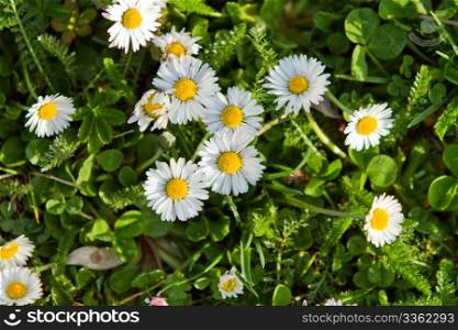 daisies and fresh green grass