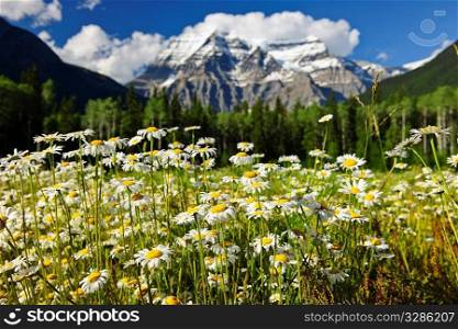 Daisies blooming at Mount Robson Provincial Park, Canada