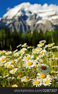 Daisies blooming at Mount Robson Provincial Park, Canada
