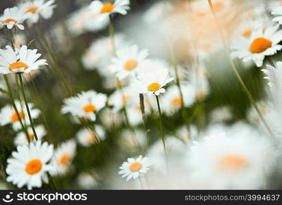 Daisies, close up