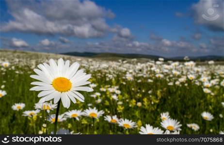Daisies closeup on blue sky background.. Chamomile on a bright sunny afternoon, on a background of the cloudy sky