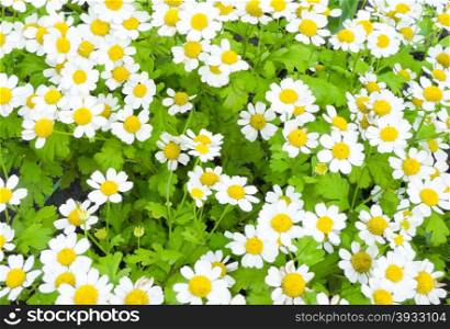 daisies. green meadow with white daisies the background