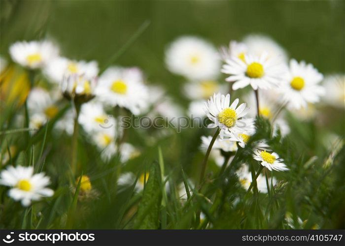 daisies growing in grass