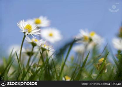daisies growing in grass with blue sky behind