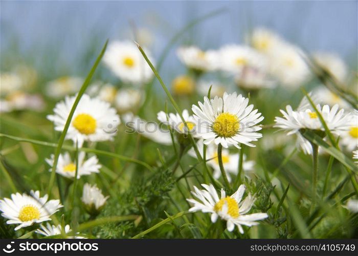 daisies growing in grass with blue sky behind