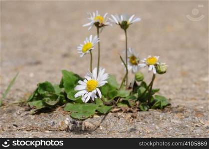 Daisies growing up through a crack in concrete