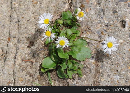 Daisies growing up through a crack in concrete