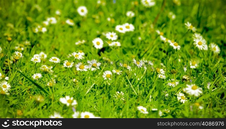 Daisies in meadow. field of daisy flowers