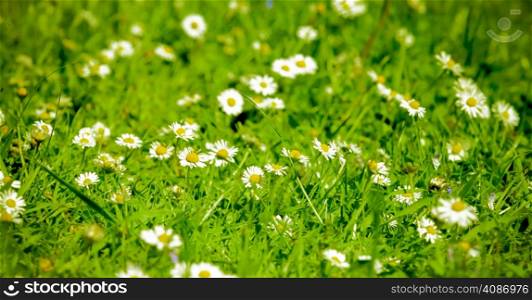 Daisies in meadow. field of daisy flowers