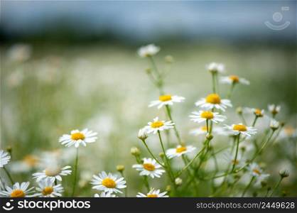Daisies in the field, spring and summer theme, beautiful landscape