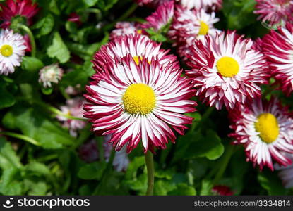 Daisies in the garden with green leaves.