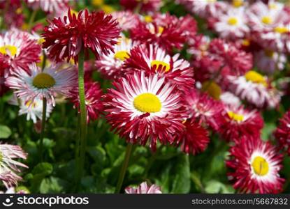 Daisies in the garden with green leaves.