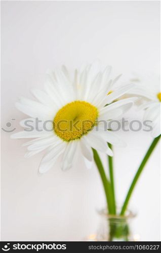 Daisies in vase on a old wooden table. Close-up.. Daisies in vase on a old wooden table