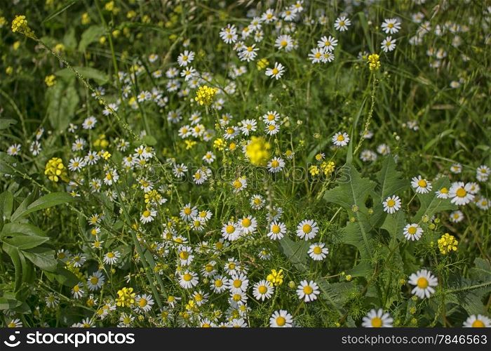 Daisies macro: bellis perennis group and yellow flowers on brown ground