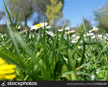 daisies on a green meadow