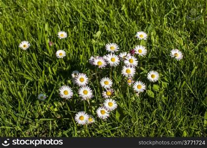 Daisies on green spring lawn grass closeup