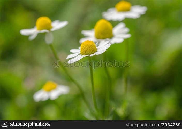 Daisies vintage background, closeup of daisy flower at sunyday