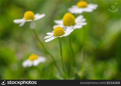 Daisies vintage background, closeup of daisy flower at sunyday