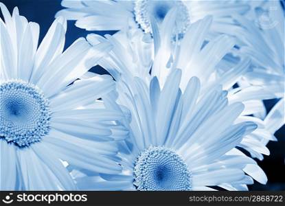 Daisy background (toned in blue)