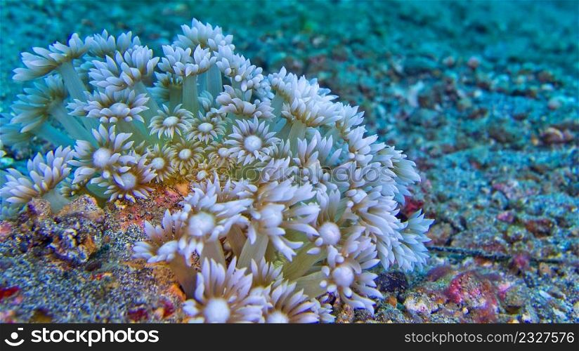 Daisy Coral, Stony coral, Goniopora, Lembeh, North Sulawesi, Indonesia, Asia
