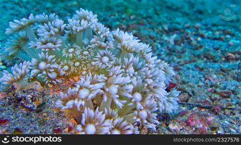 Daisy Coral, Stony coral, Goniopora, Lembeh, North Sulawesi, Indonesia, Asia