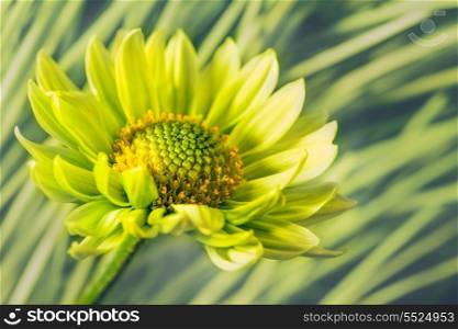 Daisy flower against abstract natural backgrounds