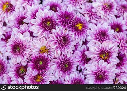 Daisy flower and green leaf background in flower garden at sunny summer or spring day for beauty decoration and agriculture design.
