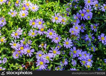 Daisy flower and green leaf background in flower garden at sunny summer or spring day for beauty decoration and agriculture design.