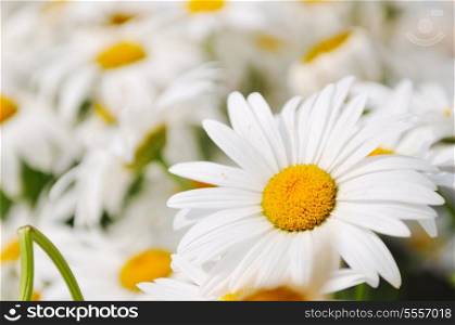 daisy flower backgorund closeup