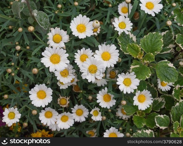 Daisy flower. Bellis Perennis flowers aka Common Daisy or Lawn daisy or English daisy