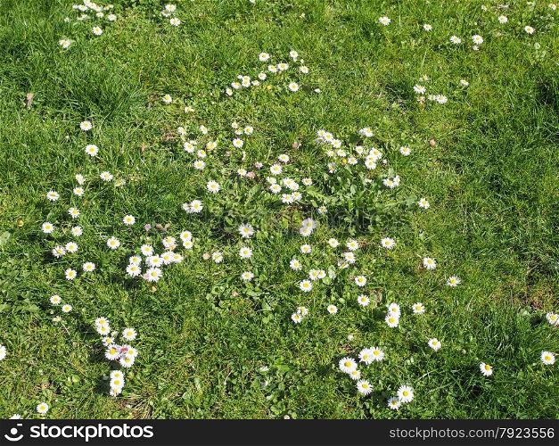 Daisy flower. Bellis Perennis flowers aka Common Daisy or Lawn daisy or English daisy flower