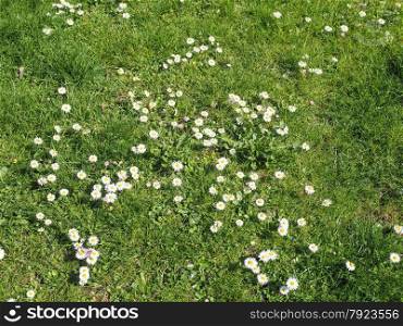 Daisy flower. Bellis Perennis flowers aka Common Daisy or Lawn daisy or English daisy flower