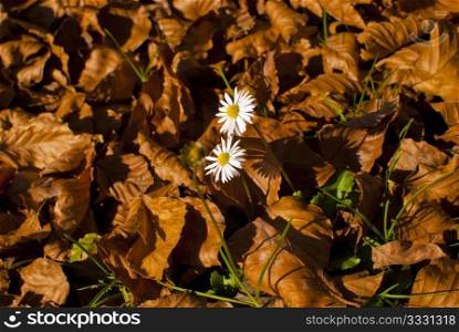 Daisy flower between brown defoliated autumn leaves