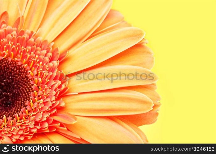Daisy flower close up over yellow background