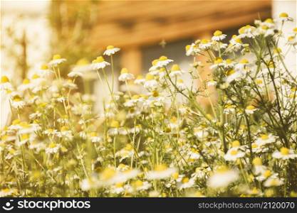daisy flower growing meadow